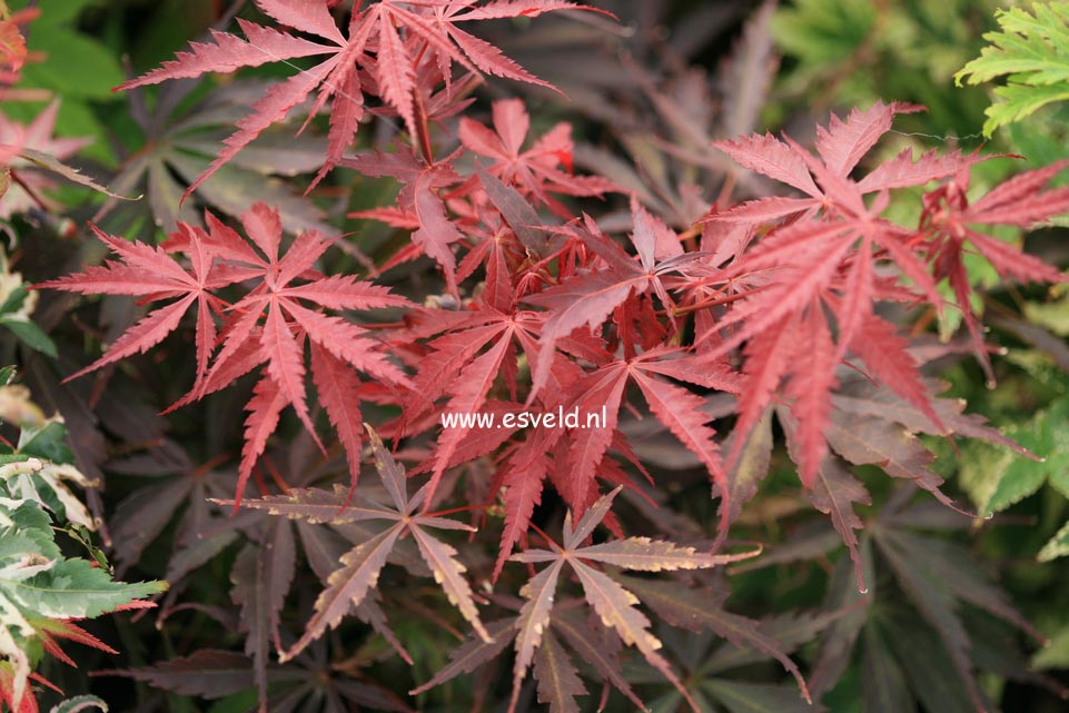 Acer palmatum 'Donzuru boh'