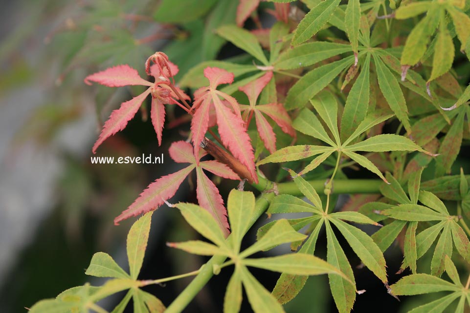 Acer palmatum 'Soma no kawa'