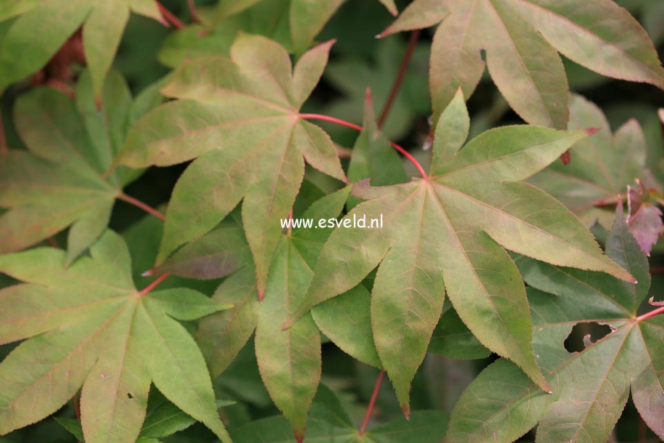 Acer palmatum 'Sainan in beni'