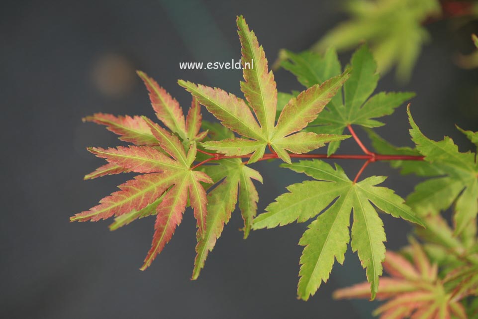 Acer palmatum 'Barbara'