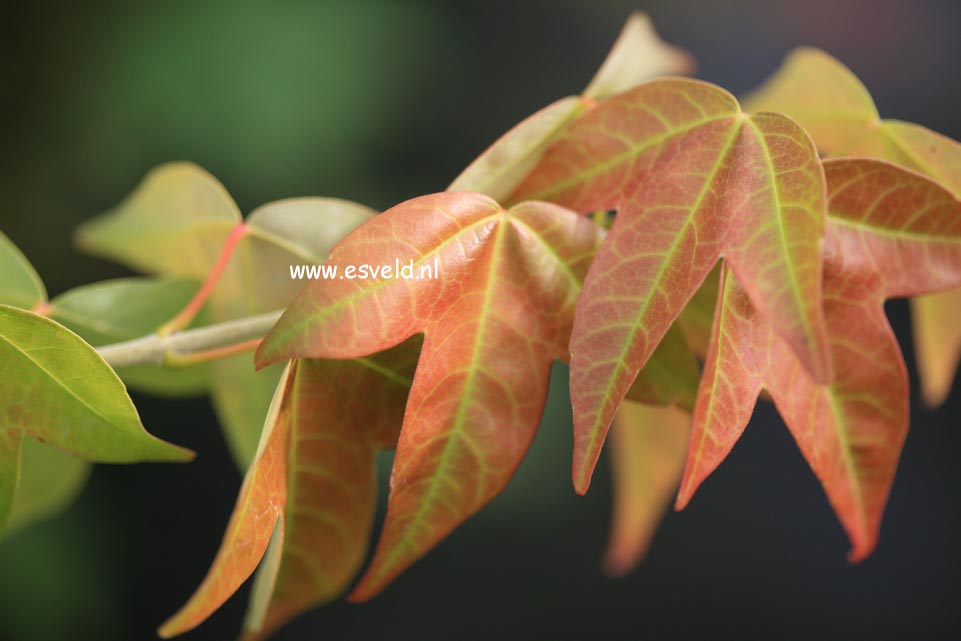 Acer buergerianum formosanum