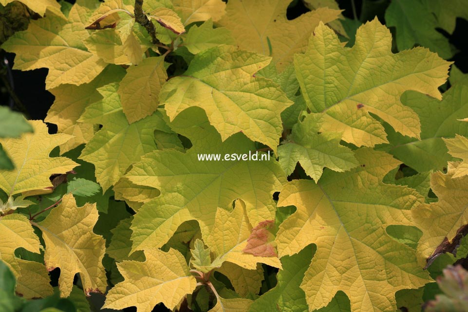 Hydrangea quercifolia 'Little Honey'