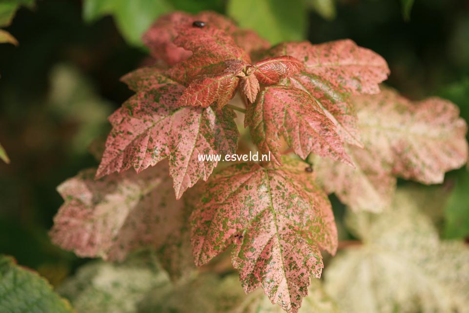 Acer rubrum 'Candy Ice'