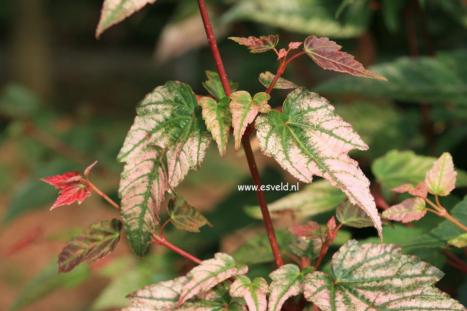 Acer pectinatum 'Alice'