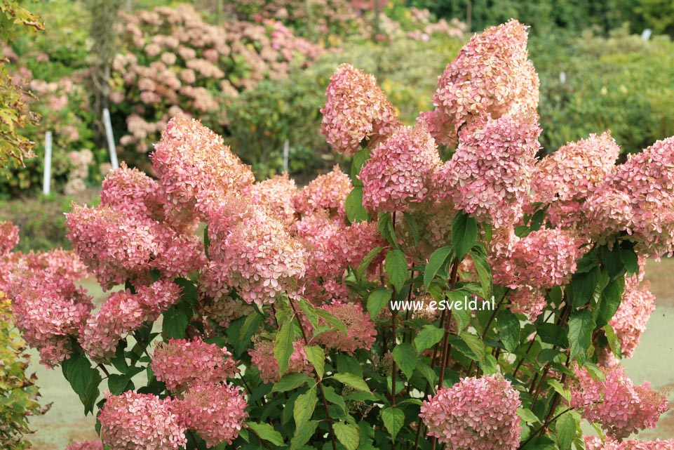 Hydrangea paniculata 'Phantom'