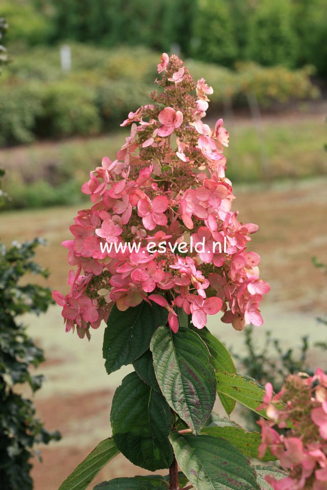 Hydrangea paniculata 'Pink Diamond'