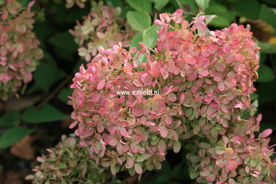 Hydrangea paniculata 'Darlido' (DART'S LITTLE DOT)