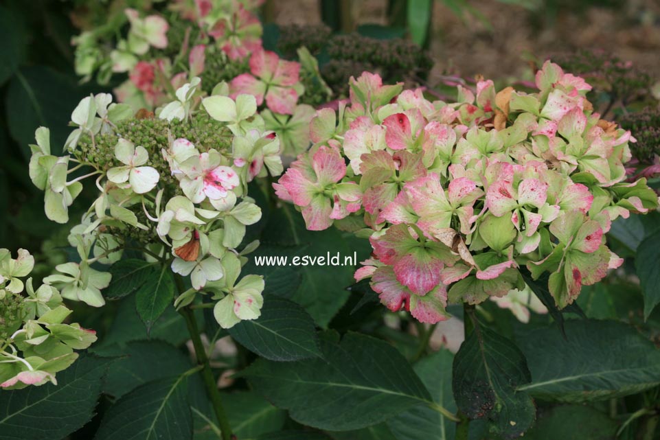 Hydrangea macrophylla 'Love You Kiss' (HOVARIA)