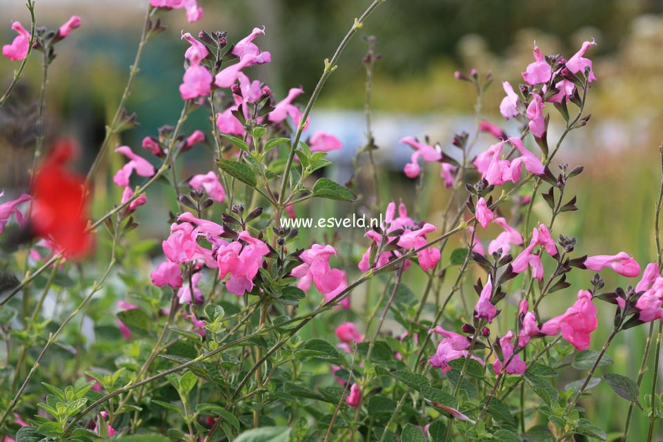 Salvia microphylla 'Pink Beauty'