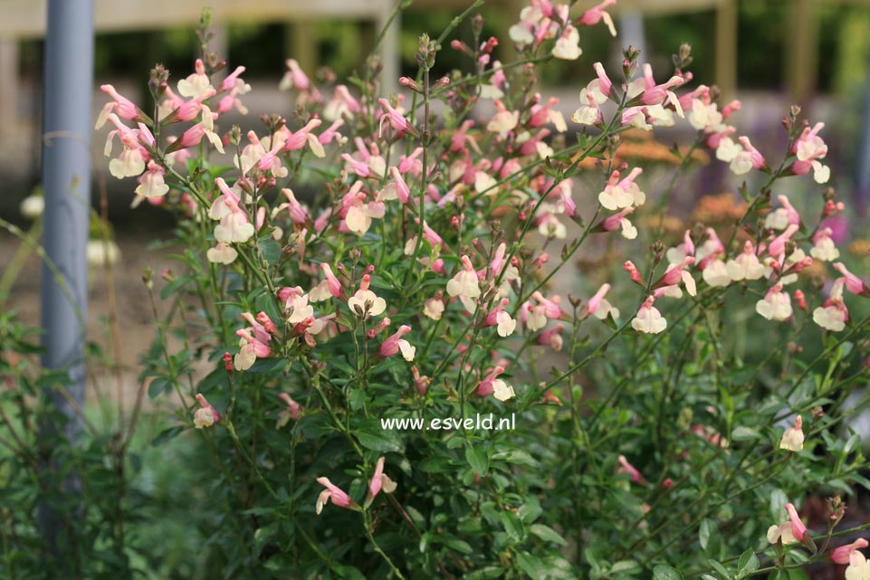 Salvia jamensis 'Sierra San Antonio'