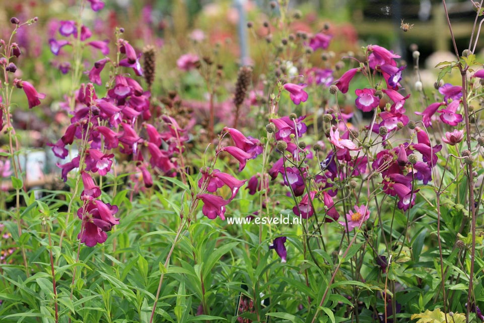 Penstemon 'Purple Passion'