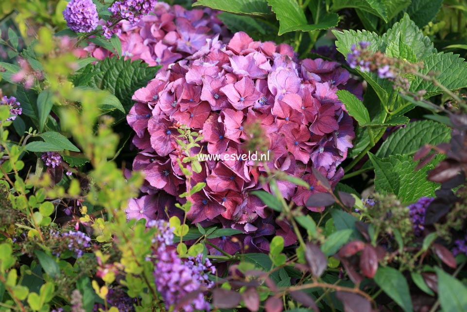 Hydrangea macrophylla 'Atlantica'