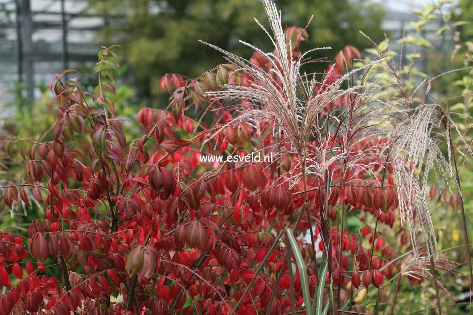 Euonymus alatus