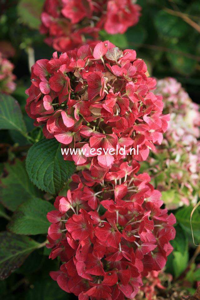 Hydrangea macrophylla 'Alpengluehn'