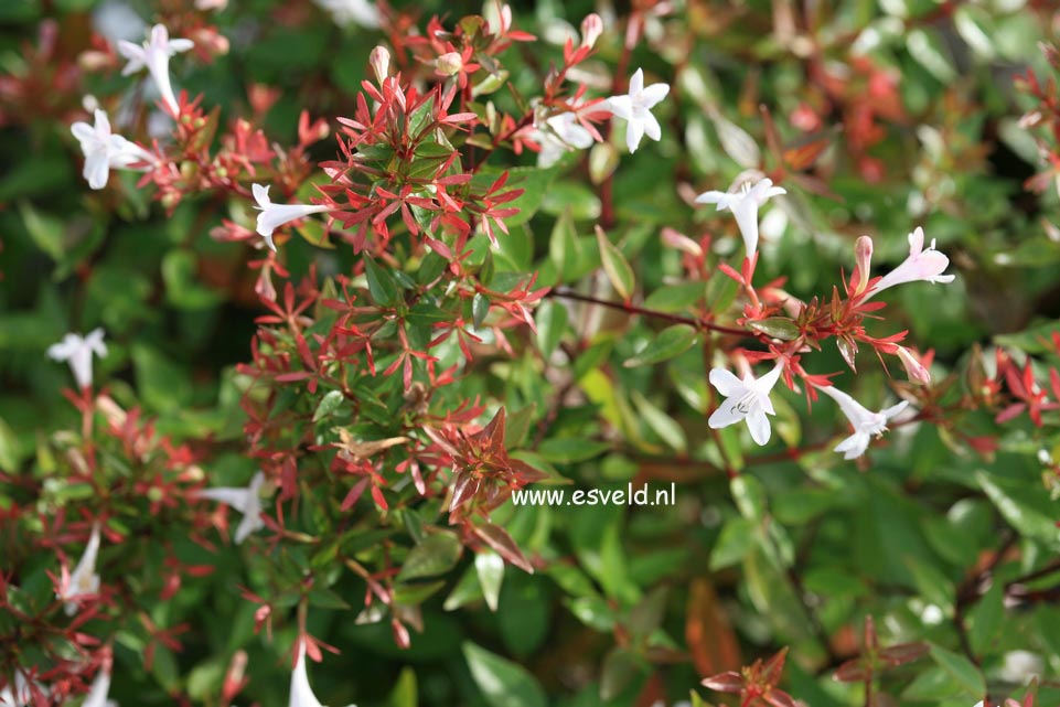 Abelia grandiflora 'Prostrata'