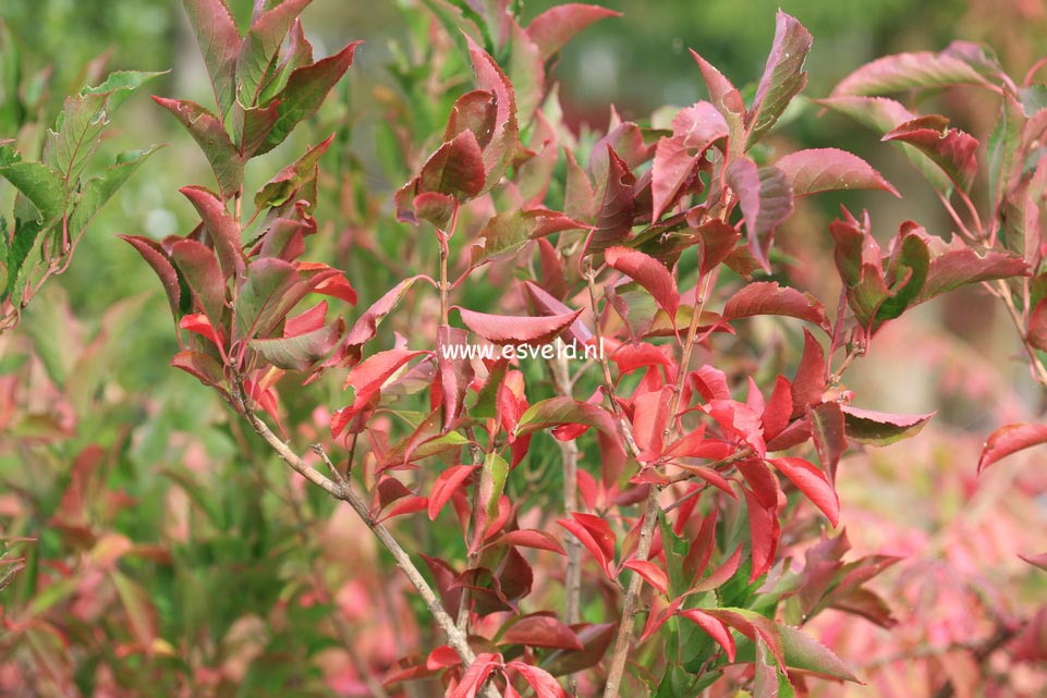 Euonymus hamiltonianus