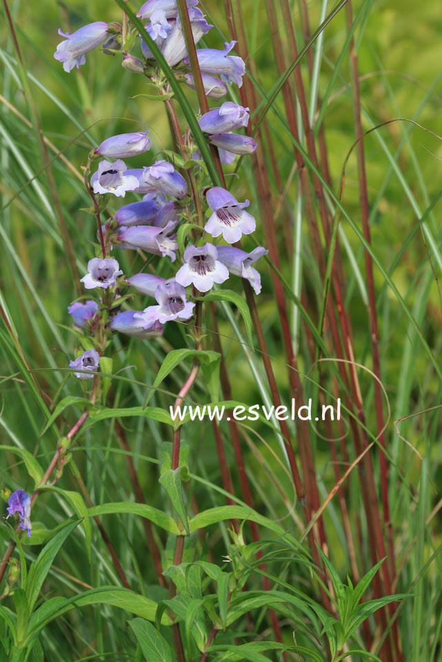 Penstemon 'Sour Grapes'