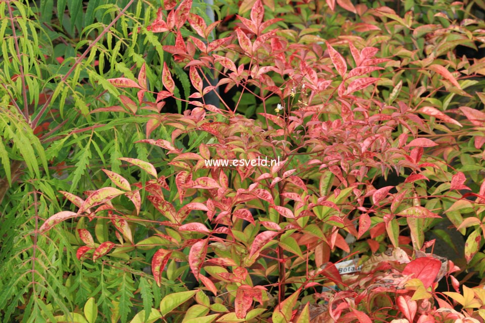 Nandina domestica 'Richmond'