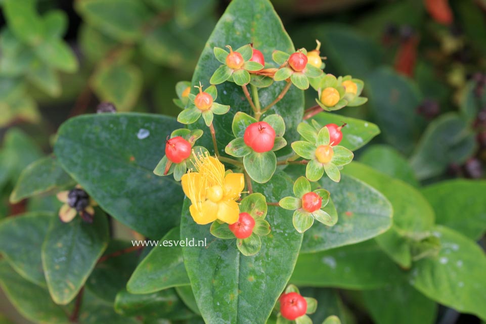 Hypericum 'Orange Lion' (ELITE)