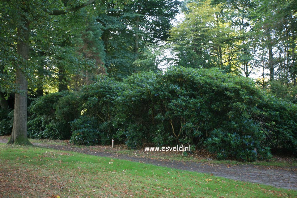 Rhododendron ponticum