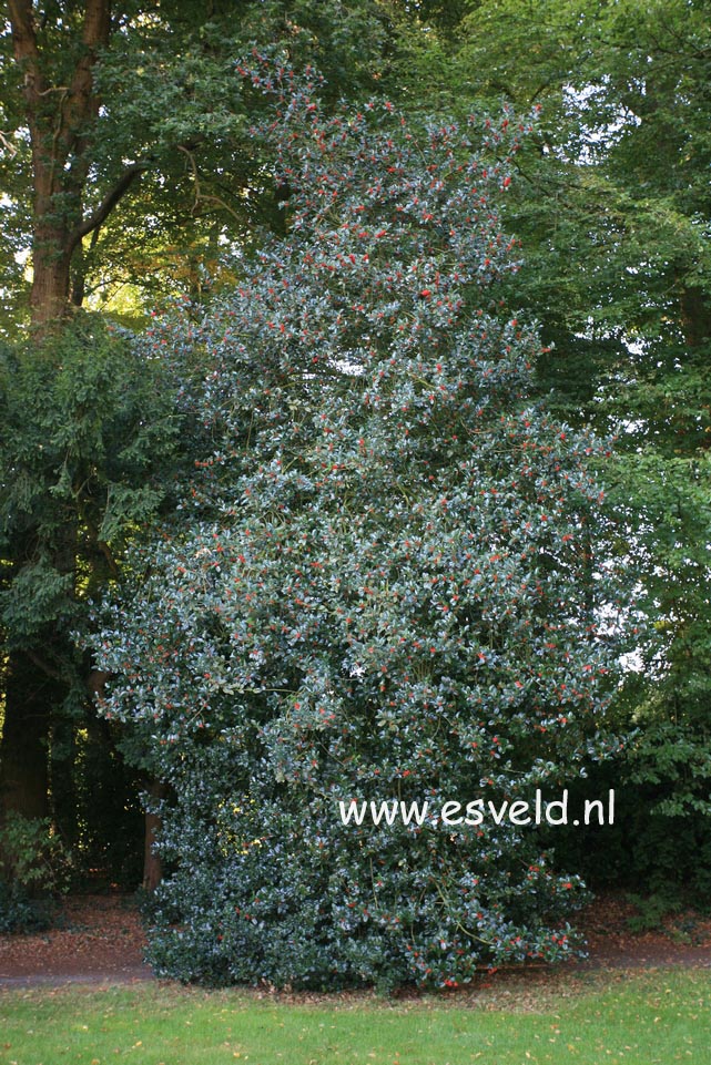 Ilex aquifolium