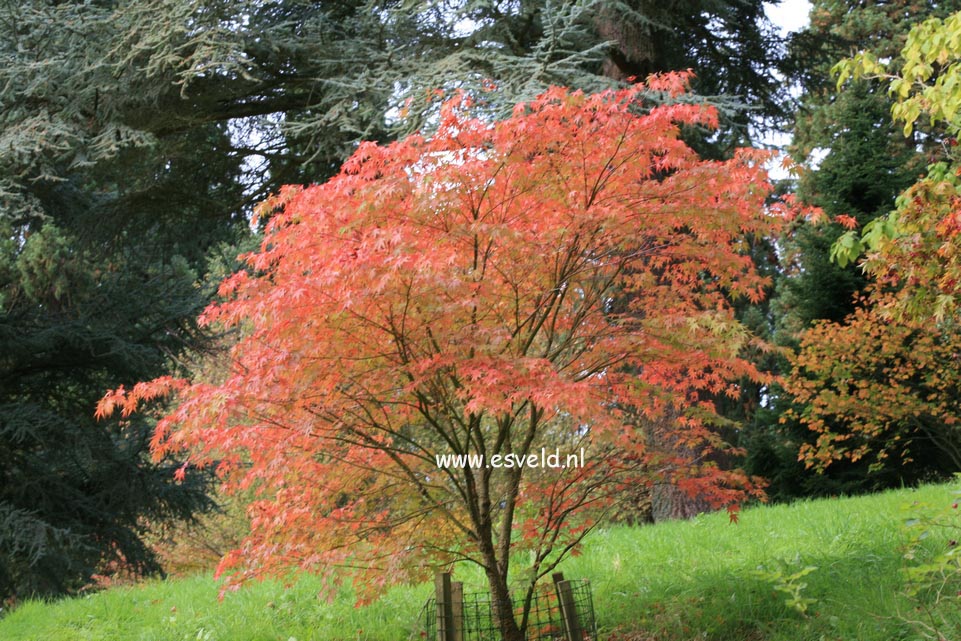 Acer palmatum 'Nishiki gawa'