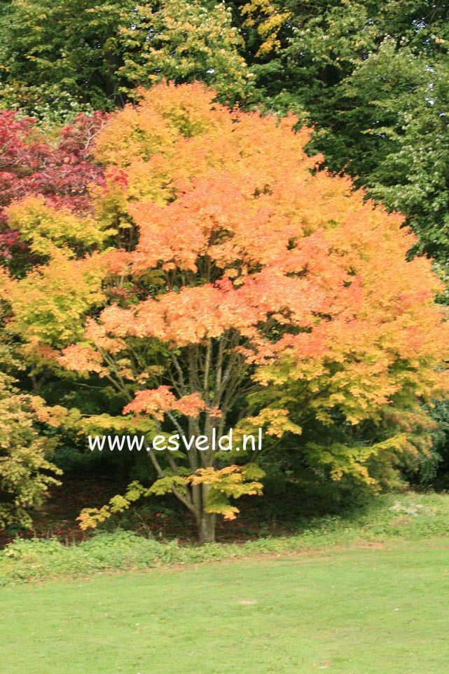 Acer palmatum 'Sango kaku'