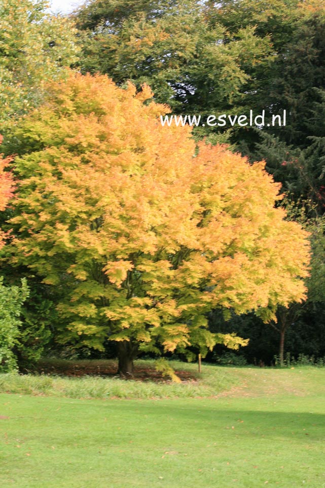 Acer palmatum 'Sango kaku'