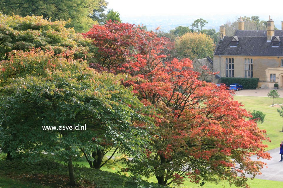 Acer palmatum 'Ohsakazuki'