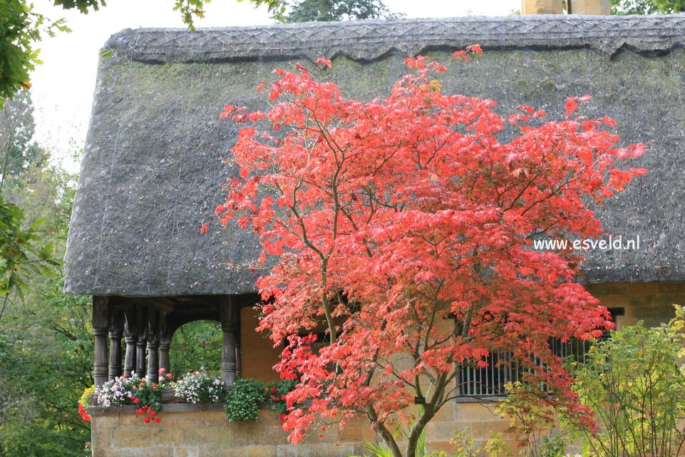 Acer japonicum 'Aconitifolium'