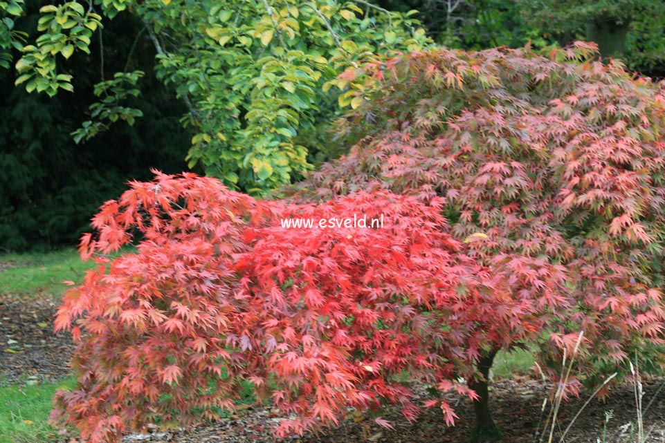 Acer palmatum 'Chitose yama'