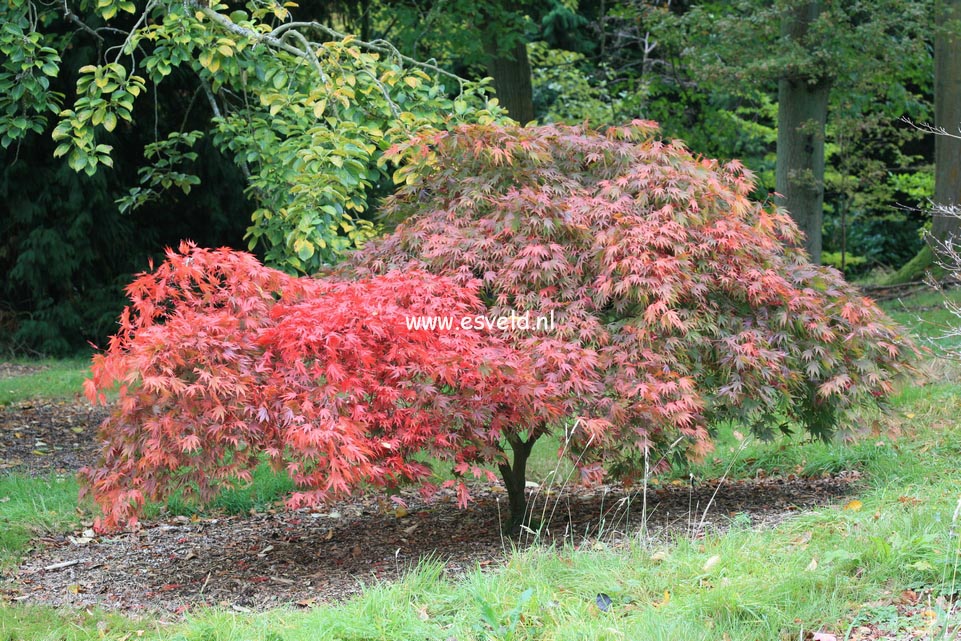 Acer palmatum 'Chitose yama'