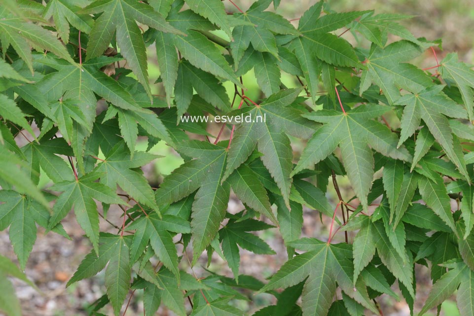 Acer pubipalmatum