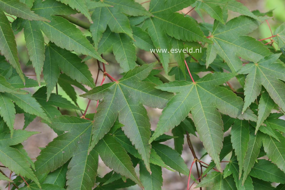 Acer pubipalmatum