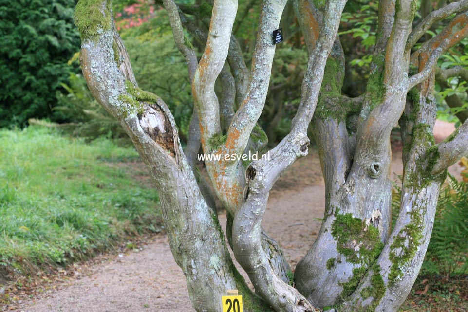 Acer palmatum 'Shishi gashira'