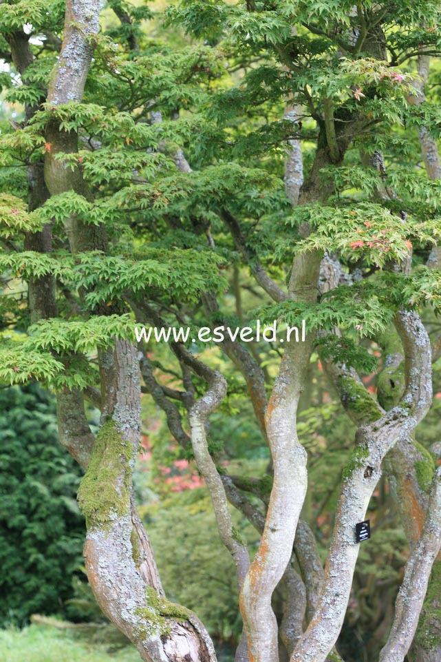 Acer palmatum 'Shishi gashira'