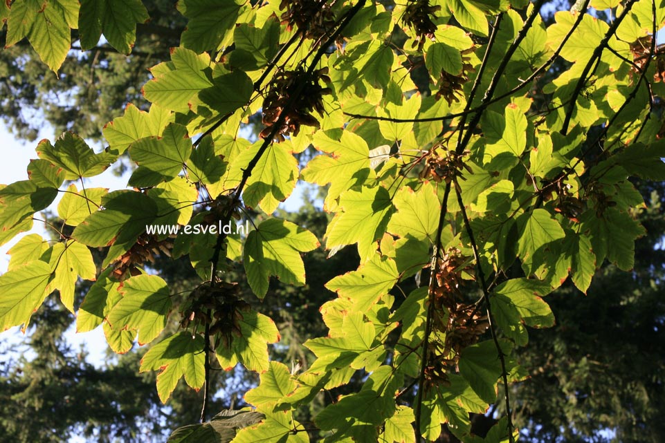 Acer sterculiaceum