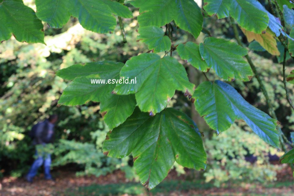 Acer sterculiaceum