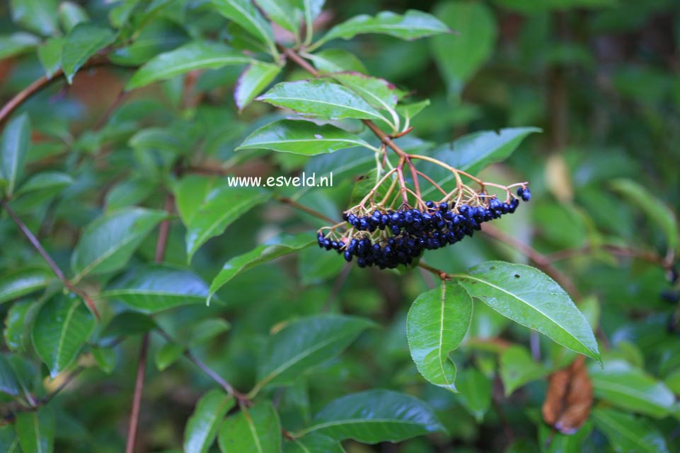 Viburnum cassinoides