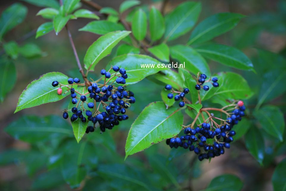 Viburnum cassinoides