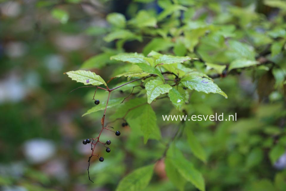Meliosma dilleniifolia var. tenuis