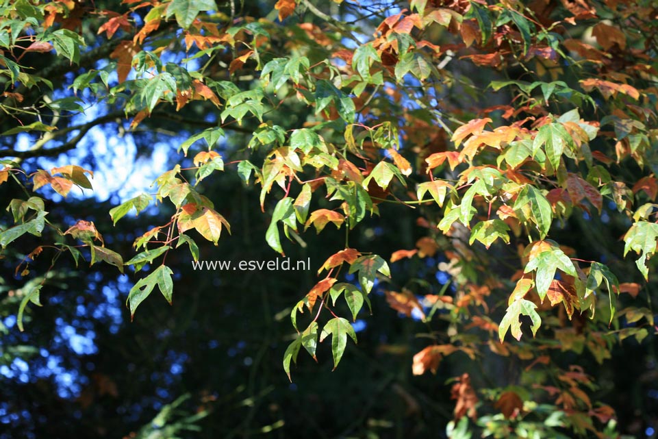 Acer campbellii ssp. wilsonii