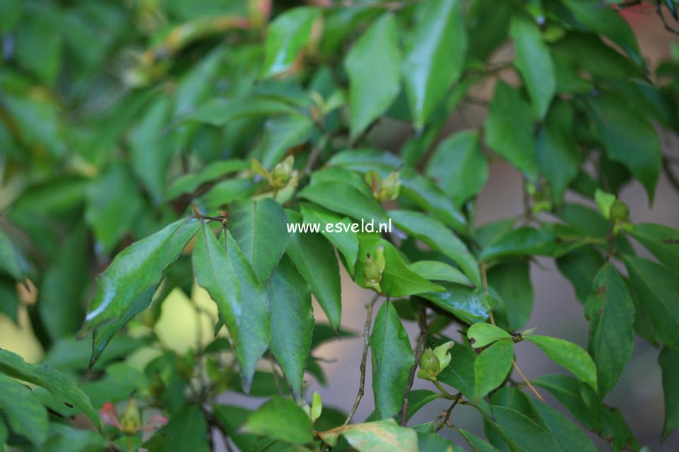 Stewartia monadelpha