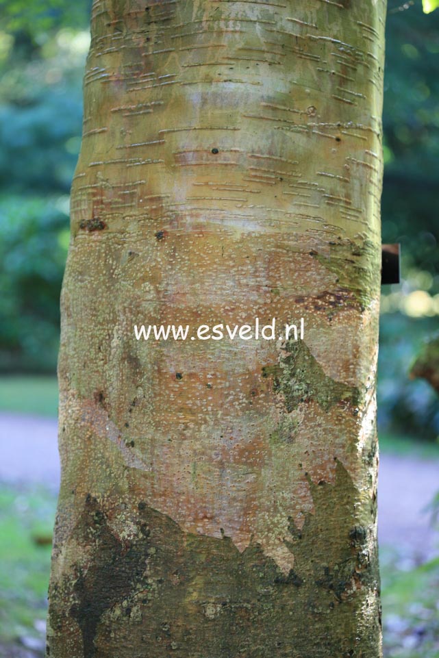 Betula albosinensis