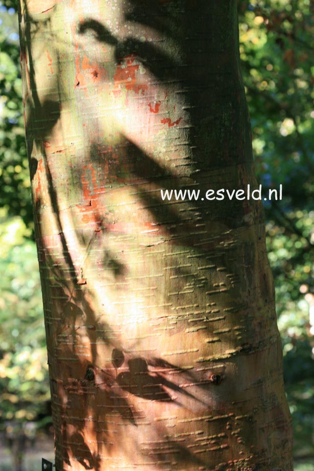 Betula albosinensis