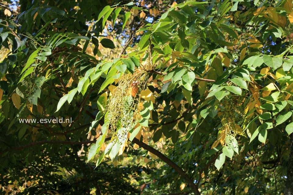 Rhus verniciflua