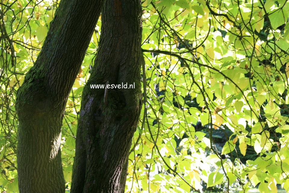 Catalpa bignonioides