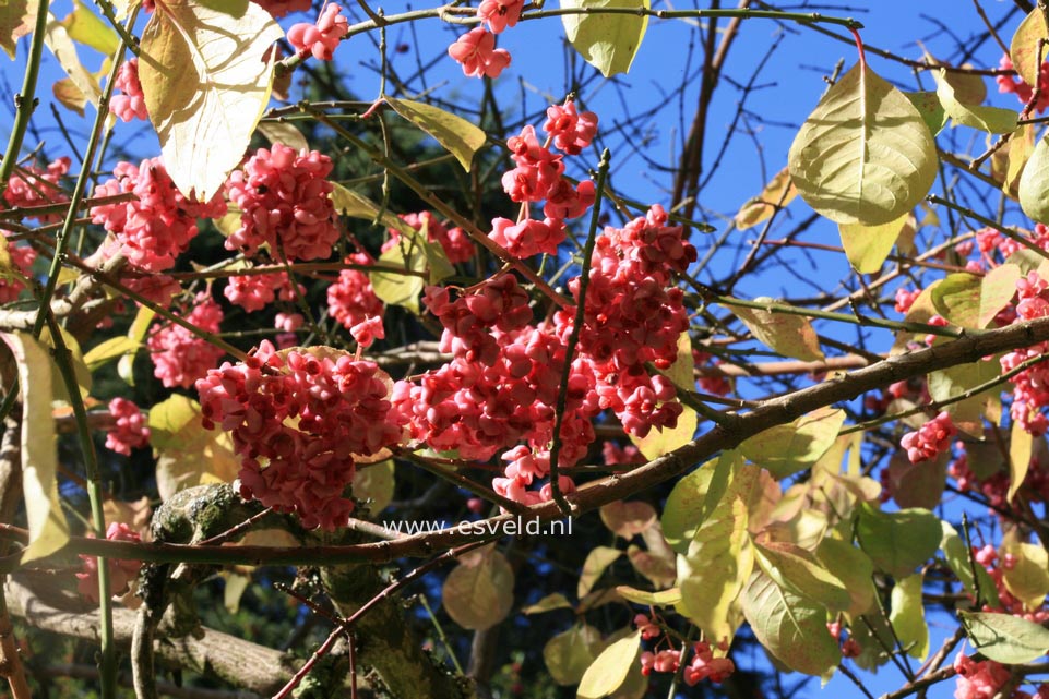 Euonymus hamiltonianus sieboldianus