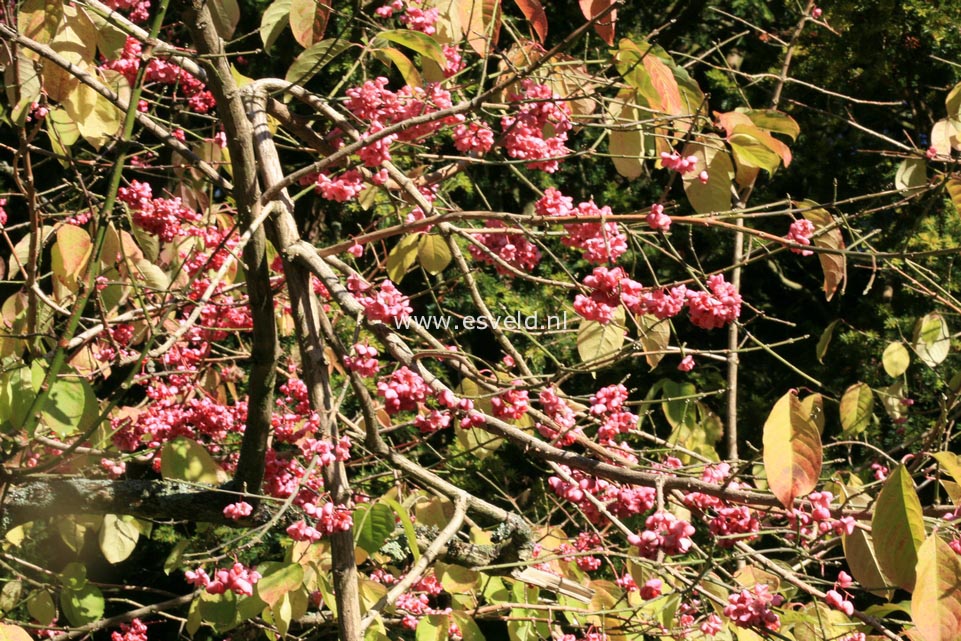 Euonymus hamiltonianus sieboldianus