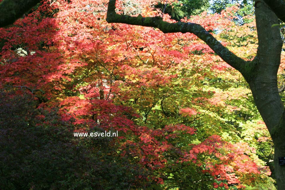 Acer japonicum 'Vitifolium'